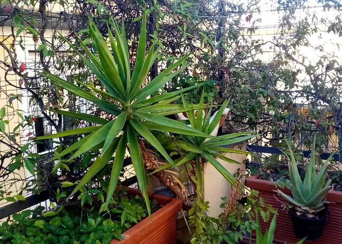 La Terrazza * Genova